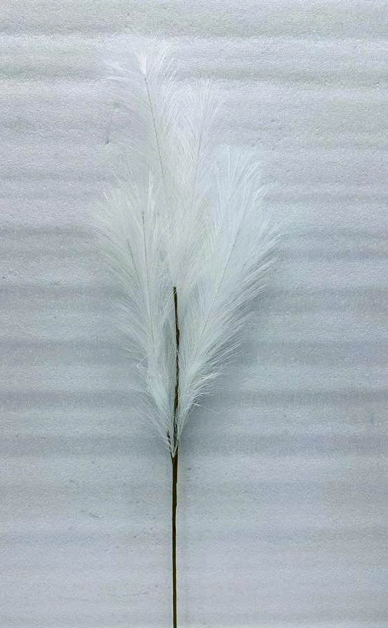 Pampa Grass AF